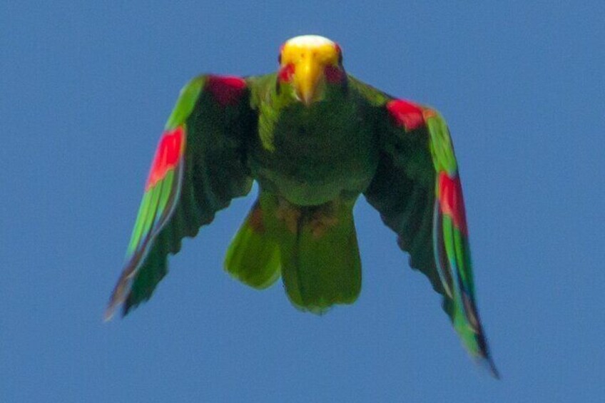 Yucatan Parrot/Roro Yucateco/Amazona xantholora