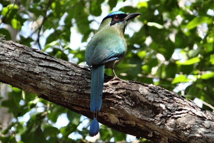 Birds and Mayan culture leaving from Valladolid by bus-Half day