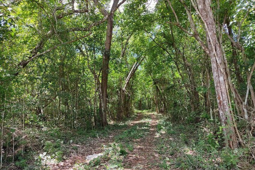 Bird Watching Tour in the Amazili Nature Reserve and Cenote Kax Ek