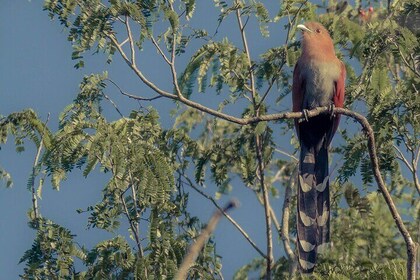 Great Mayan Birdwatching - Two-day tour in Eastern Yucatan