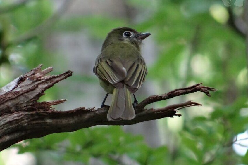 Bird Watching Tour in the Amazili Nature Reserve and Cenote Kax Ek