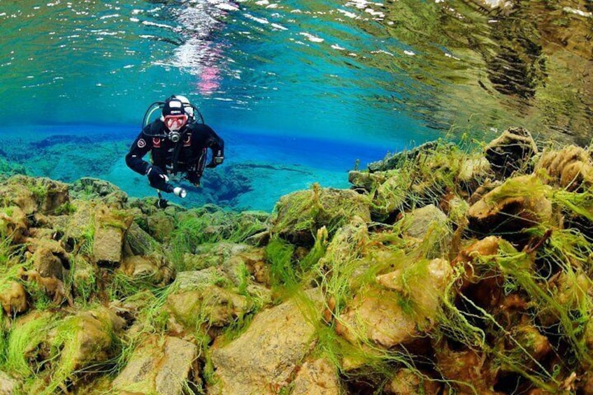 Algae and rock formations in Silfra