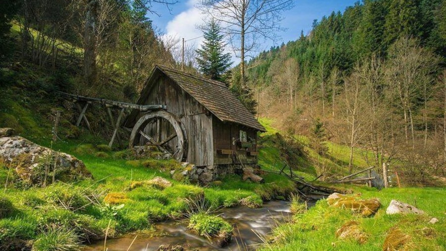 Culture and Traditions Hike through the Black Forest with a Local