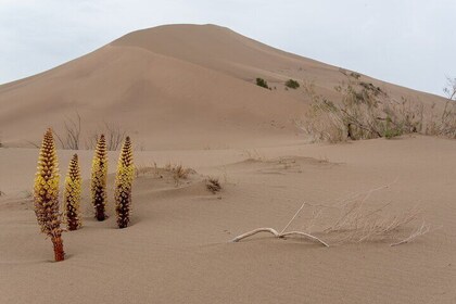 阿爾廷·埃梅爾。唱歌沙丘。 1日遊
