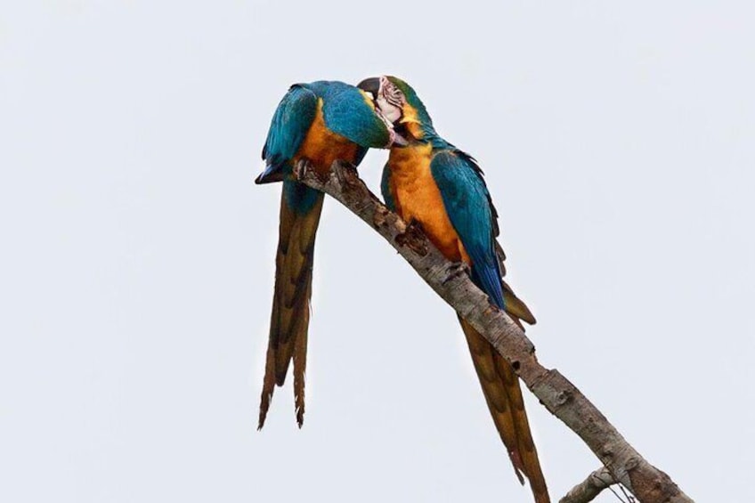 Macaw Collpa & Sandoval Lake 4 Days / 3 Nights