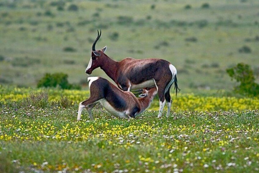 Full-Day West Coast Private Tour from Cape Town with Local Guide