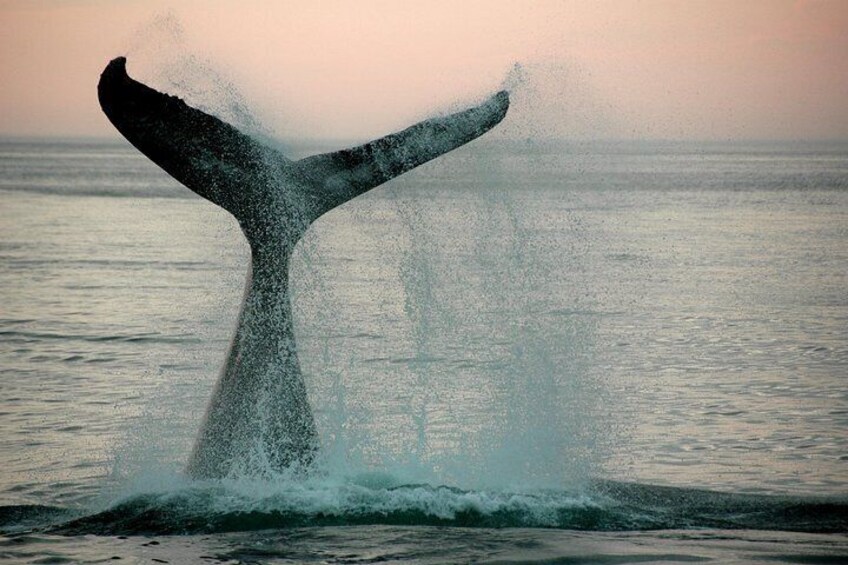 Whale Coast - seasonal whale watching in Hermanus