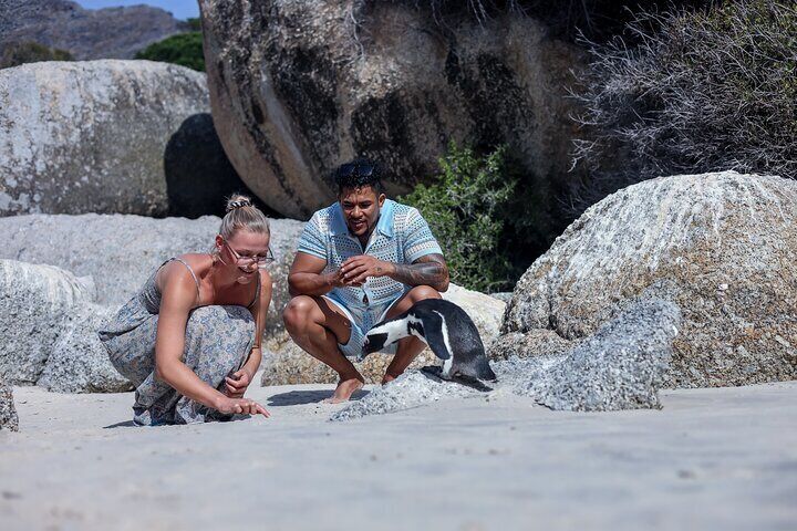 Boulders Beach Penguins Half Day Tour