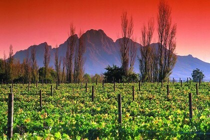 Cape Winelands and the Garden Route - 5 Days