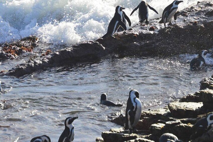 Bettys Bay Penguins