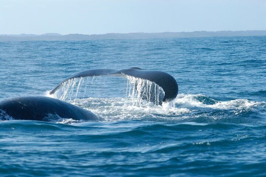 Hermanus Whale Watching in Season
