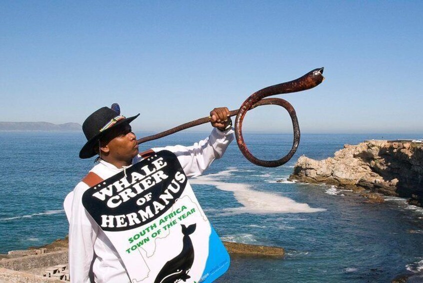 Whale Crier in whale season