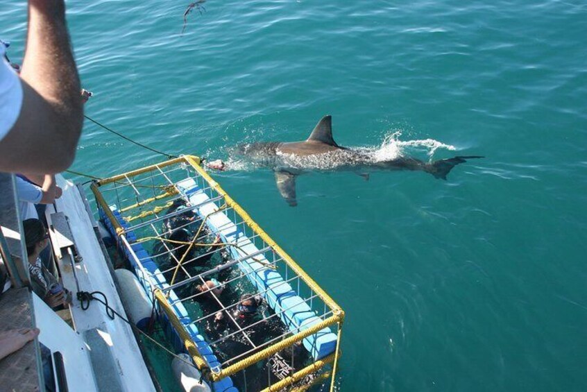 ( Cape town Private Tour ) Hermanus Shark Cage Diving 