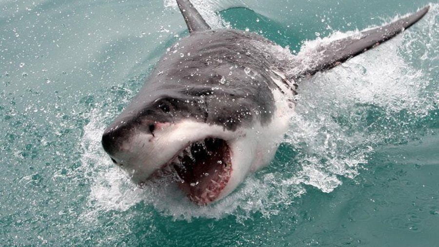 ( Cape town Private Tour ) Hermanus Shark Cage Diving