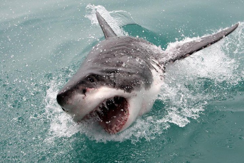 ( Cape town Private Tour ) Hermanus Shark Cage Diving 