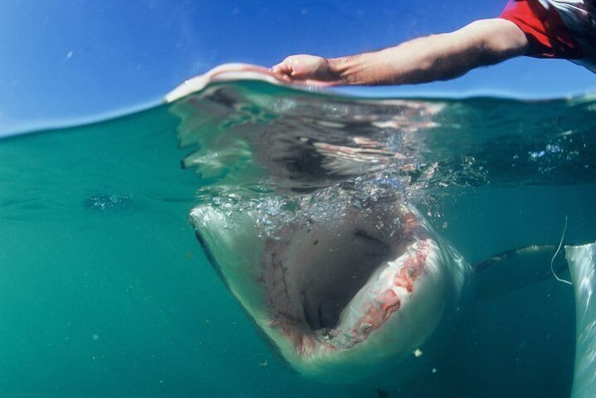 ( Cape town Private Tour ) Hermanus Shark Cage Diving