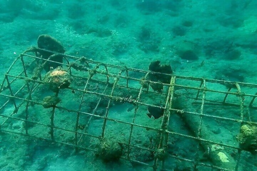 Reef Snorkel and Paddle Combo Tour of Fort Lauderdale Beach (Old Bio RocK)