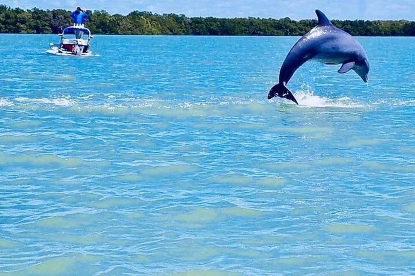 Backwater Adventure's CraigCat Tours of the 10,000 Islands