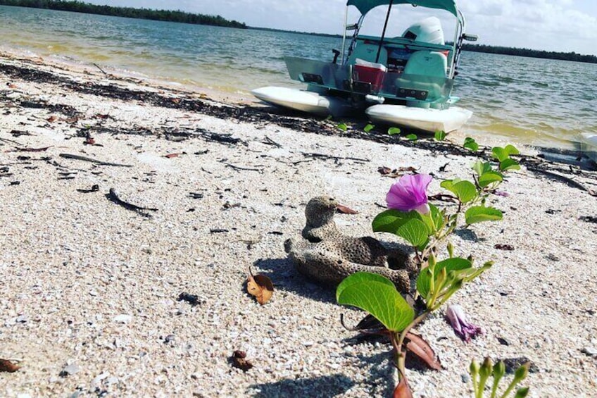 Backwater Adventure's CraigCat Tours of the 10,000 Islands