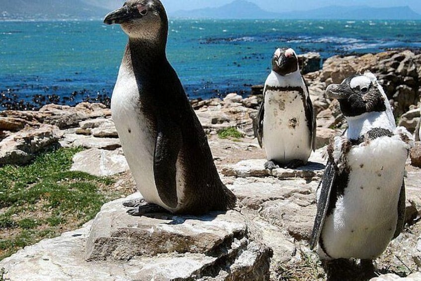 The Best of Cape 3-Days Attraction:Shark Cage Diving&Wine Tasting&Cape Peninsula