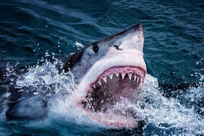 3-Days Attraction: Shark Cage Diving &Wine Tasting & Cape Peninsula