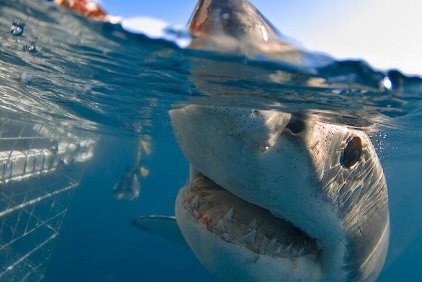 The Best of Cape 3-Days Attraction:Shark Cage Diving&Wine Tasting&Cape Peninsula