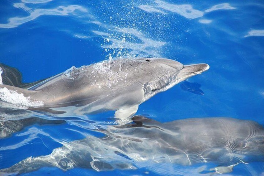 Dolphins