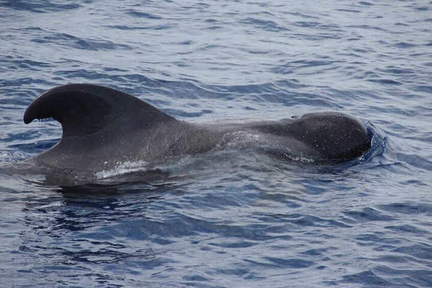 Dolphin and Whale Watching Catamaran Cruise from Funchal