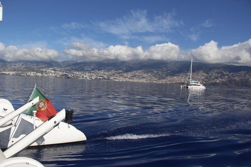 Dolphin and Whale Watching Catamaran Cruise from Funchal