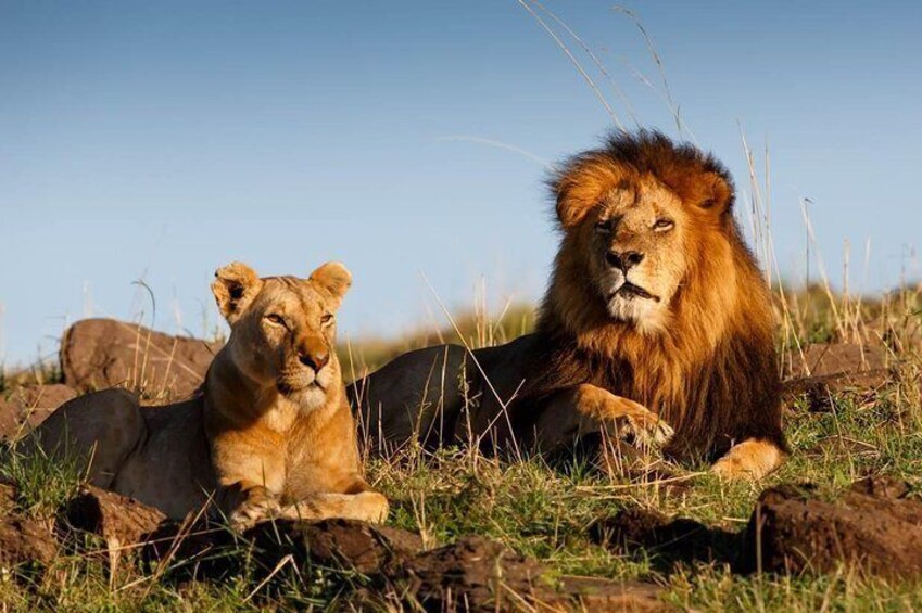 Cape Town 3-Day Attraction Tour:Aquila Safari Tour & Wine Tasing & Robben Island