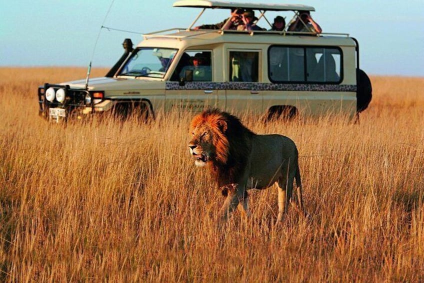 Cape Town 3-Day Attraction Tour:Aquila Safari Tour & Wine Tasing & Robben Island