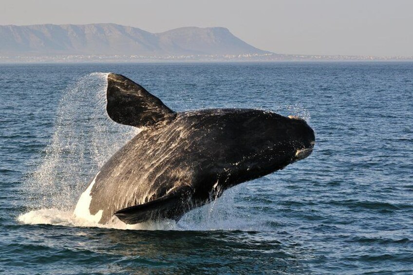 Southern Right Whales during season