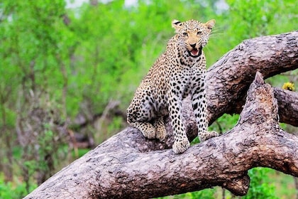 Kruger National Park. 2 Days Best Ever Safari from Cape Town