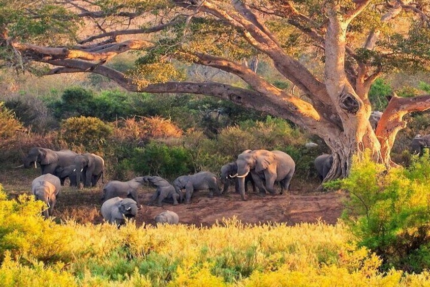 Kruger National Park. 2 Days Best Ever Safari from Cape Town