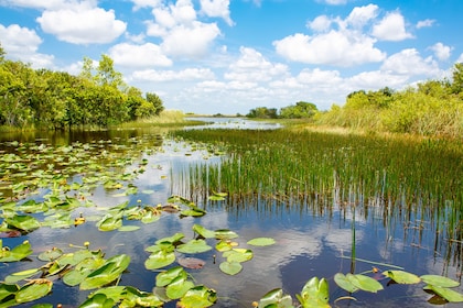 Moerasbootavontuur in de Everglades