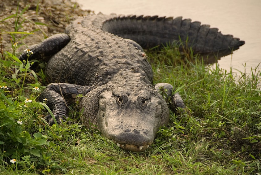 Everglades Airboat Adventure Tour