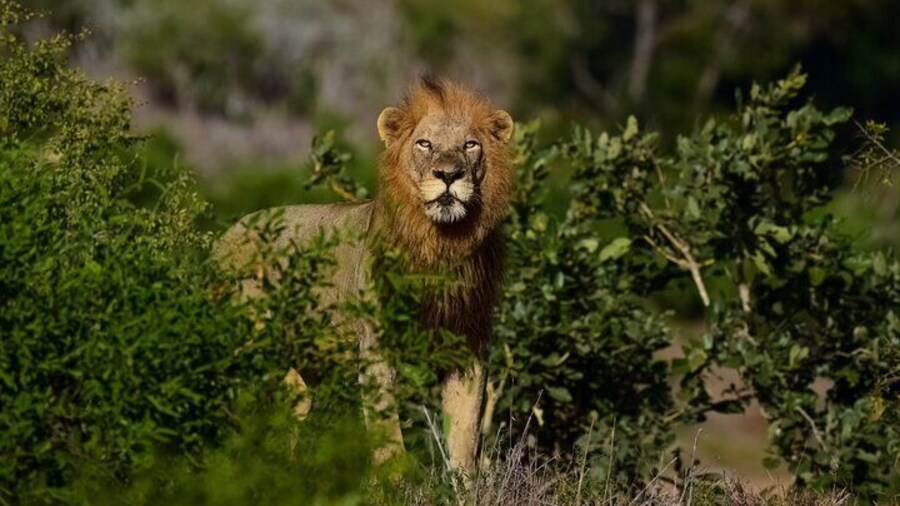 3 Day safari from Cape Town Africa Moja Tours
