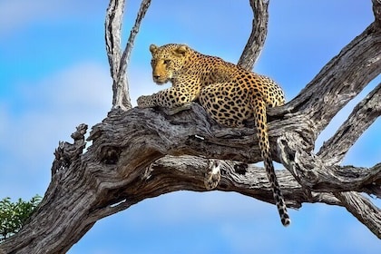 Parque Nacional Kruger. 3 días el mejor safari de Ciudad del Cabo