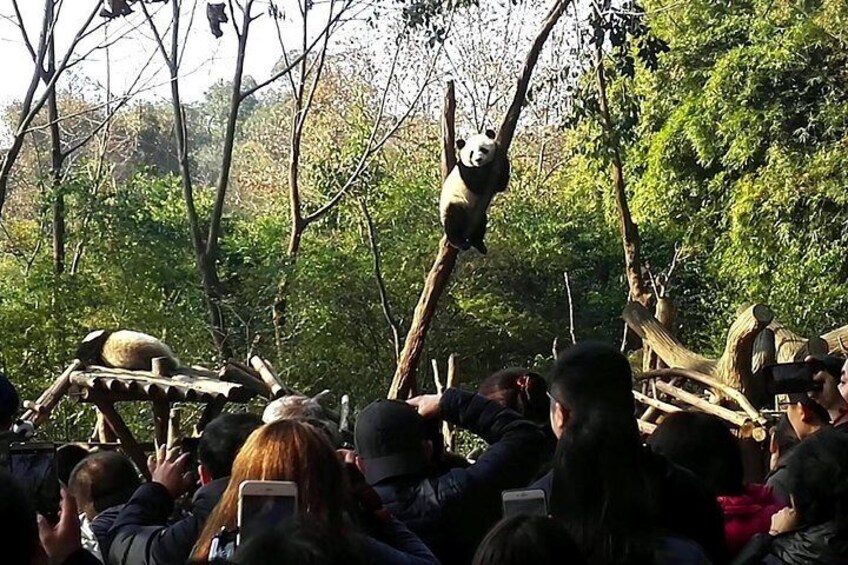 Private Chengdu Panda Base Day Tour by Round-way Flight from Shenzhen