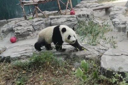 Private Chengdu Panda Base Day Tour by Round-way Flight from Shenzhen