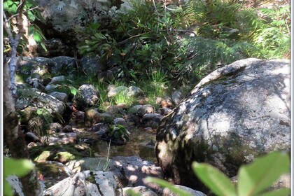 Forest Bathing Cape Town- recharge you soul in an Afromontane Forest
