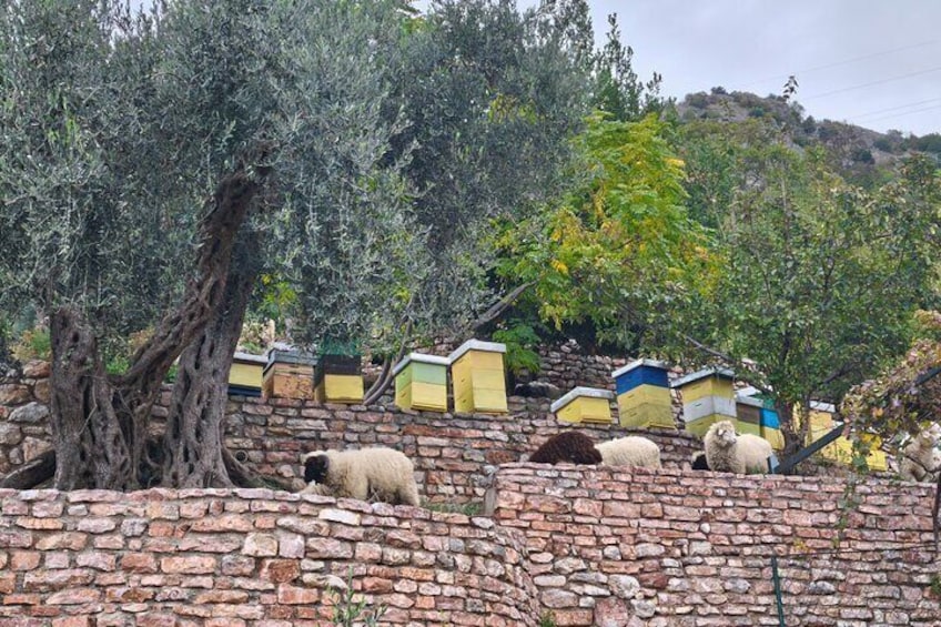 Great tour of coastal monasteries in Budva - Walking on the path of history!