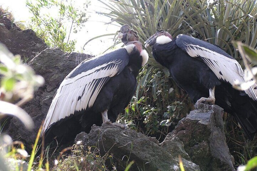 Puyo Un Dia - Nest of Love, La Tarqui Zoo and Botanical Garden