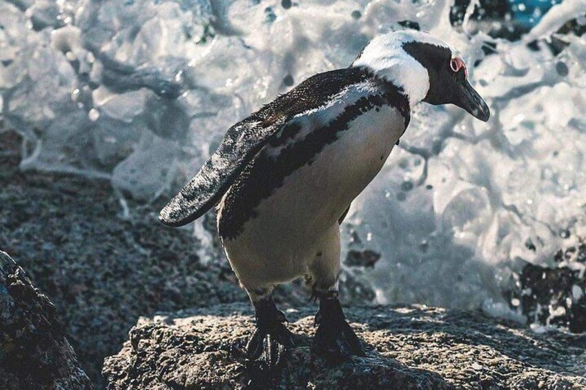 Visit Penquin Colony at Boulders Beach