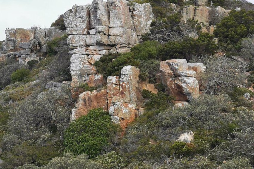 Cape Point Tour and Penguins