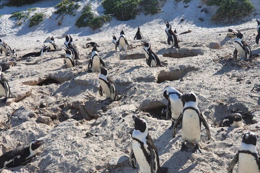 Penguin Boulders beach Half day tour from cape town