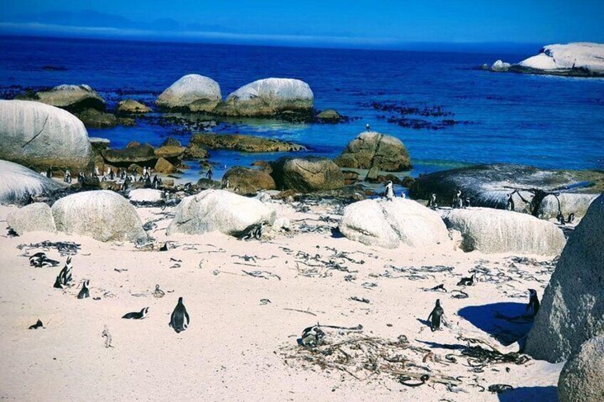 Penguin Boulders beach Half day tour from cape town