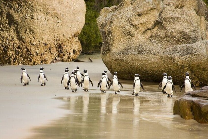 African Penguins (Boulders Beach) Half Day tour from Cape Town