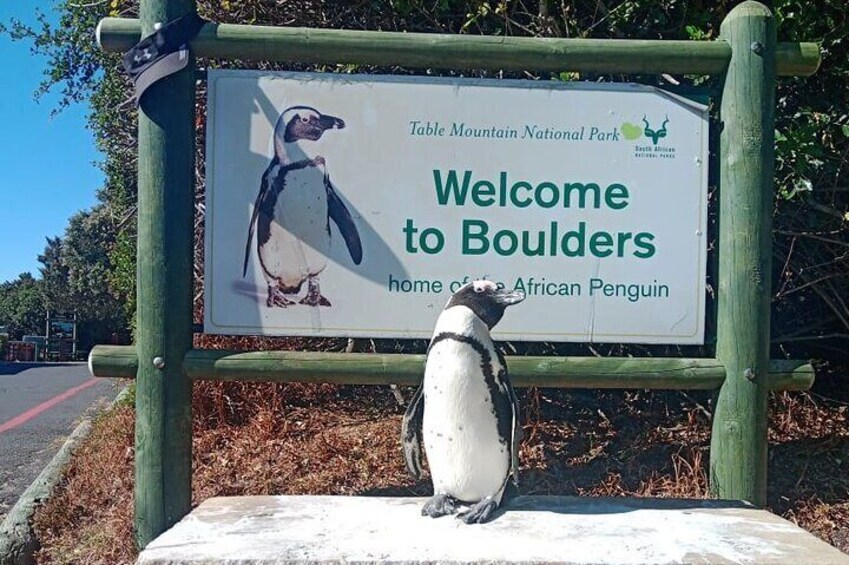 African Penguins (Boulders Beach) Half Day tour from Cape Town