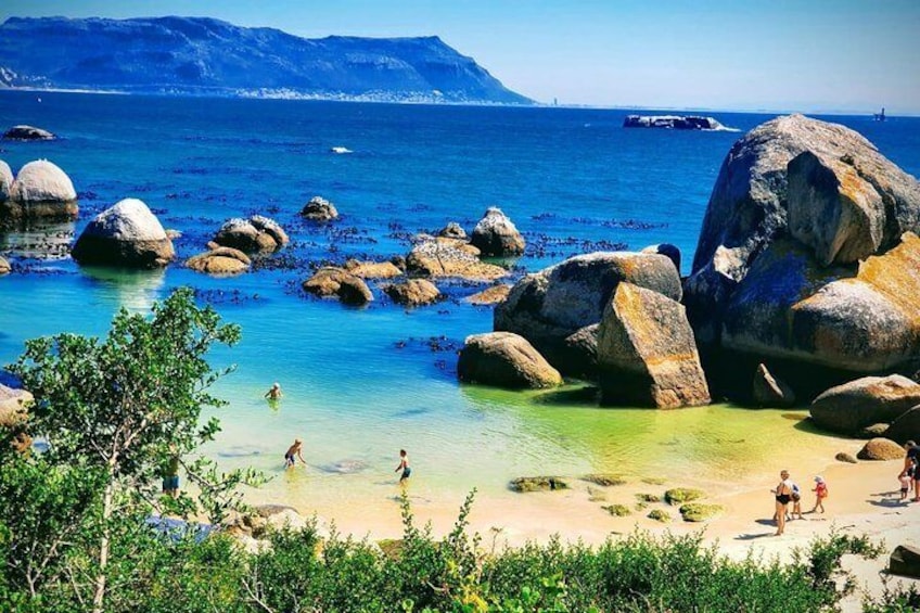 Penguin Boulders beach Half day tour from cape town